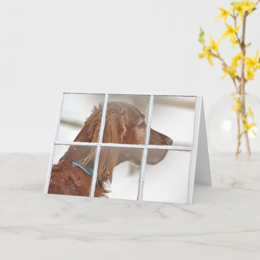 Denken an Sie-Irischen Setzer im Schnee Karte (Gelbe Blume)