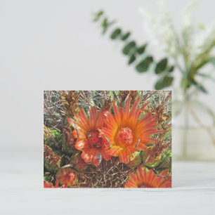 Denken Sie an Bright Orange Cactus Blume Foto Postkarte