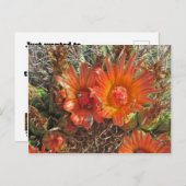 Denken Sie an Bright Orange Cactus Blume Foto Postkarte (Vorne/Hinten)