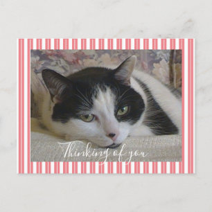Denken Sie an Cat Foto Postkarte