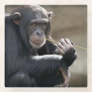 Denken Sie an das Monkeying Glasuntersetzer