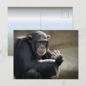 Denken Sie an das Monkeying Postkarte (Vorne/Hinten)