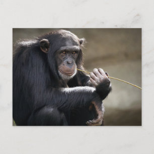 Denken Sie an das Monkeying Postkarte