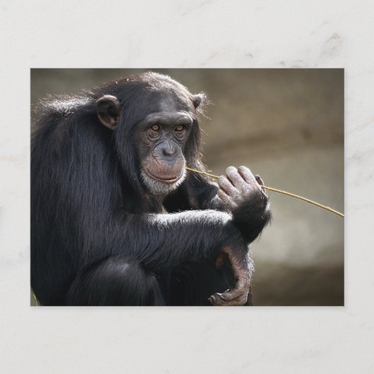 Denken Sie an das Monkeying Postkarte (Vorderseite)