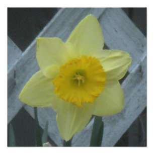 Denken Sie an den Frühling! Fotodruck
