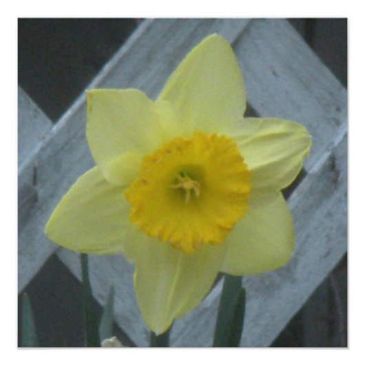 Denken Sie an den Frühling! Fotodruck (Vorne)