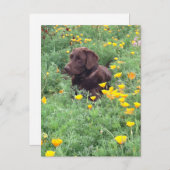 Denken Sie an den Schokoladenpflaster, den Hund Po Postkarte (Vorne/Hinten)