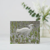 Denken Sie an die Förderung des White Egret Fotos Postkarte (Stehend Vorderseite)