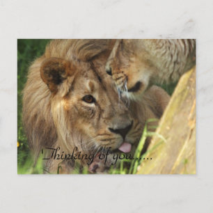 Denken Sie an die Liebe Afrikas Löwen Postkarte