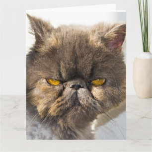 DENKEN SIE AN DIE PERSISCHEN KATZKARTEN KARTE