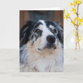 Denken Sie an Ihr Australian Shepherd Nah Up Foto Karte (Gelbe Blume)