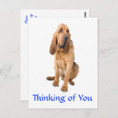 Denken Sie an Ihr Bluthund Hund Gruß Postkarte (Vorne/Hinten)