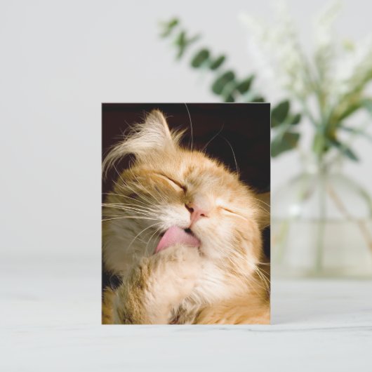 Denken Sie an Ihr Coon-Nah-Up-Foto Postkarte (Stehend Vorderseite)