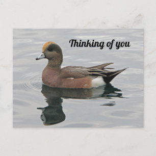Denken Sie an Ihr Duck Foto Wigeon Calm Lake Postkarte