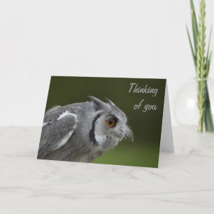 Denken Sie an Ihre Karte - Baby Gray Owl