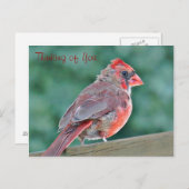 Denken Sie an Ihren Kardinal Red Bird Postkarte (Vorne/Hinten)