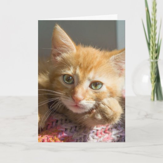 DENKEN SIE AN KITTEN KARTEN (Vorderseite)