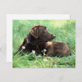 Denken Sie an Labrador Retriever Purple Blumen Postkarte (Vorne/Hinten)