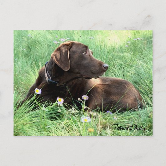 Denken Sie an Labrador Retriever Purple Blumen Postkarte (Vorderseite)