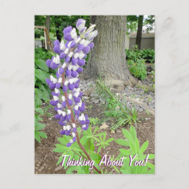 Denken Sie an Lila Lupine Floral Postkarte