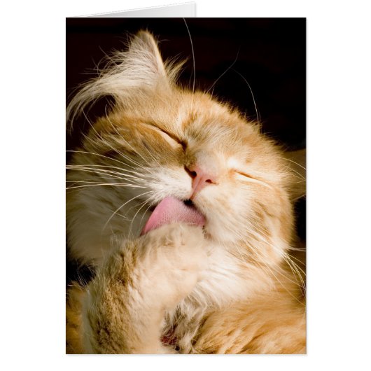 Denken Sie an Maine Coon Cat Fotograf (Vorne)