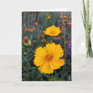 Denken Sie an Orange Cosmos Fotograf Karte