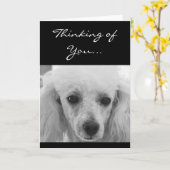 Denken Sie an Poodle Hund Grußkarte Karte (Gelbe Blume)