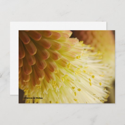 Denken Sie an Radiant Torch Lily Postkarte (Vorne/Hinten)