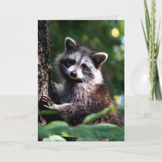 Denken Sie an schnelle Erholung Raccoon Tier Karte (Vorderseite)