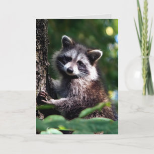 Denken Sie an schnelle Erholung Raccoon Tier Karte