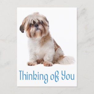 Denken Sie an Shih Tzu Puppy Dog Postkarte