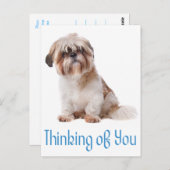 Denken Sie an Shih Tzu Puppy Dog Postkarte (Vorne/Hinten)