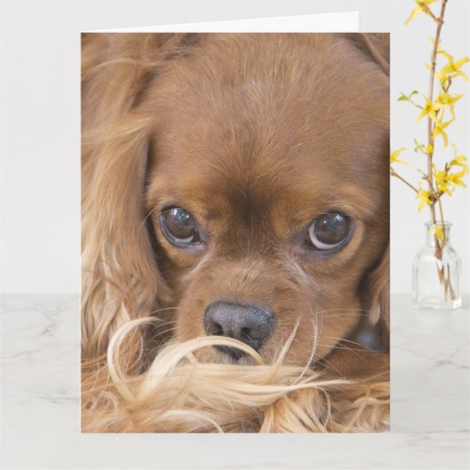Denken Sie an Sie Ruby Cavalier King Charles Spani Karte (Gelbe Blume)