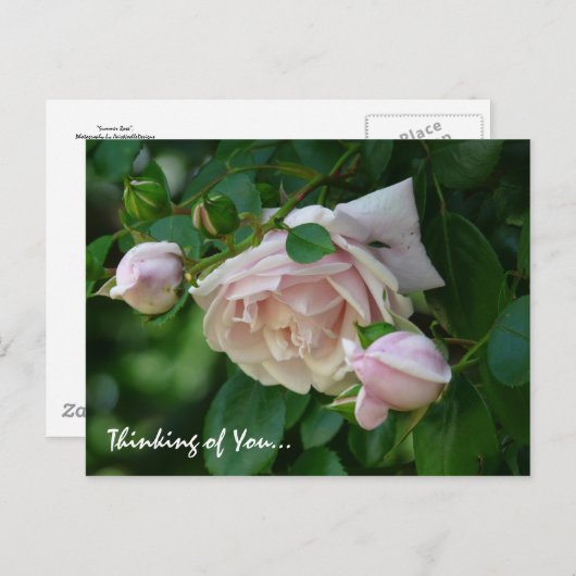 " Denken Sie an Sie"-Schöne Rosen Pink Postkarte (Vorne/Hinten)