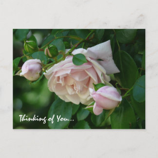 " Denken Sie an Sie"-Schöne Rosen Pink Postkarte