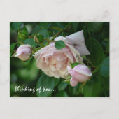 " Denken Sie an Sie"-Schöne Rosen Pink Postkarte (Vorderseite)