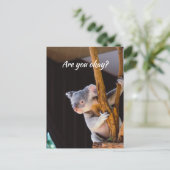 Denken Sie an Sie Spaß Koala Lass mir wissen, dass Postkarte (Stehend Vorderseite)