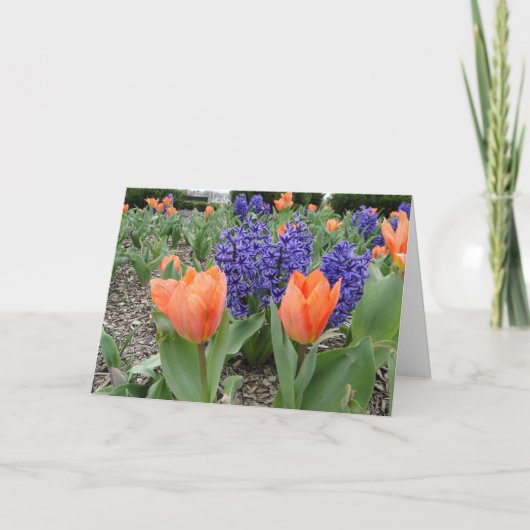 Denken Sie an Sie, Tulips & Hyacinths Karte (Vorderseite)