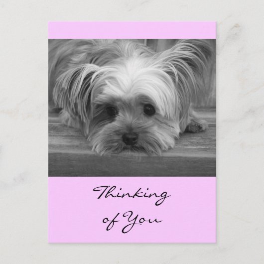 Denken Sie an Yorkshire Terrier Puppy Post Card Postkarte (Vorderseite)