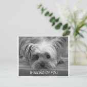 Denken Sie an Yorkshire Terrier Puppy Postcard Postkarte (Stehend Vorderseite)