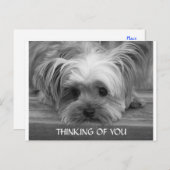 Denken Sie an Yorkshire Terrier Puppy Postcard Postkarte (Vorne/Hinten)