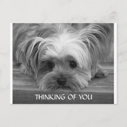 Denken Sie an Yorkshire Terrier Puppy Postcard Postkarte (Vorderseite)