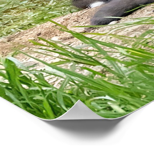 Denken Sie anders Fox Poster (Ecke)