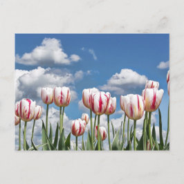 Denken Sie Frühling! Postkarte