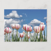 Denken Sie Frühling! Postkarte (Vorderseite)