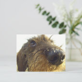 Denken Sie mal darüber nach... niedliche Dackel Postkarte (Stehend Vorderseite)