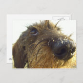 Denken Sie mal darüber nach... niedliche Dackel Postkarte (Vorne/Hinten)