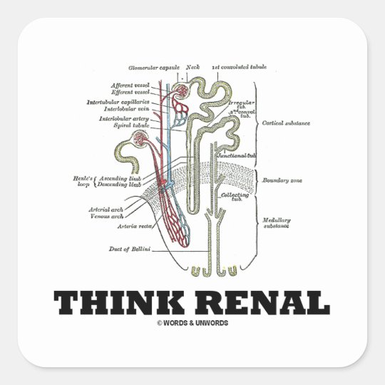 Denken Sie Nieren Nephron Anatomie Illustration Quadratischer Aufkleber Zazzle De