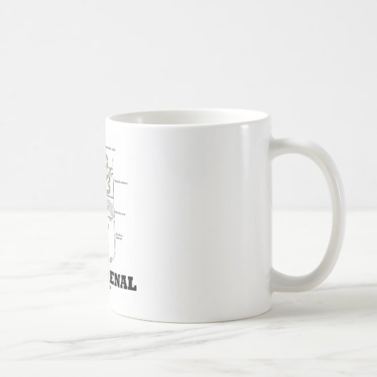 Denken Sie Nieren (Niere Nephron) Kaffeetasse (Rechts)