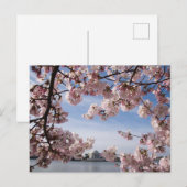 Denkmäler | Jefferson Memorial Cherry Blossys Postkarte (Vorne/Hinten)